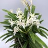 Neofinetia falcata amami奄美-kawari